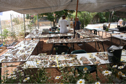 Pottery from a single day of excavations at Tel Kedesh, Israel, laid out for study. Photo by author. Courtesy of the Tel Kedesh Excavations.