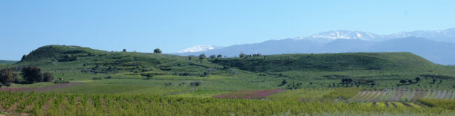 Tel Abel Beth Maacah looking northeast. Mt. Hermon in the background.Photography by John Monson.