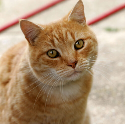 Cat. Photo by Alvesgaspar via Wikimedia, CC BY-SA 3.0.
