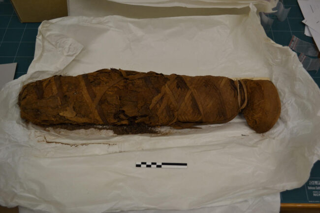 Mummified cat. Image courtesy of Claudio Ottoni.