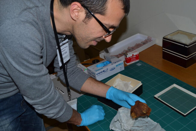Extracting samples for DNA testing. Image courtesy of Claudio Ottoni