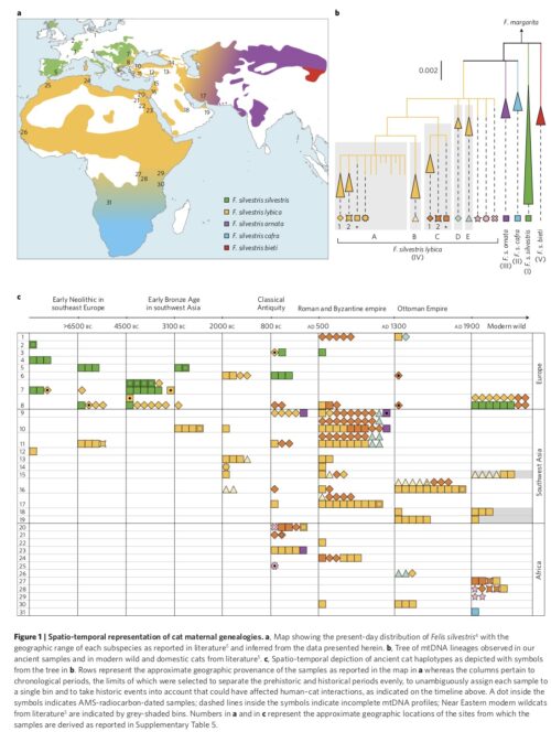 Spatio-temporal representation of cat maternal genealogies. From C. Ottoni et al. The palaeogenetics of cat dispersal in the ancient world. Nature Ecology & Evolution, volume 1, Article number: 0139 (2017).