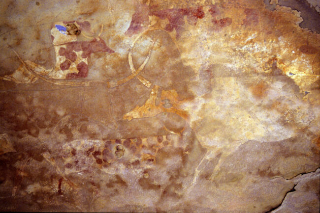 Cattle is the most iconic subjects of Saharan rock art (Imha, Tadrart Acacus. Photo courtesy Roberto Ceccacci; © Sapienza University of Rome).