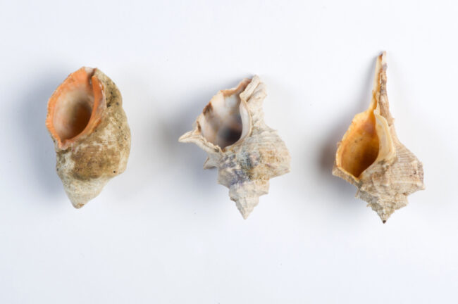 The main species of sea mollusks to produce the ‘true purple’ in the antient time (from the right): Stramonita haemastoma, Hexaplex trunculus and Bolinus brandaris (Photo: Shahar Cohen, courtesy of Prof. Zohar Amar)