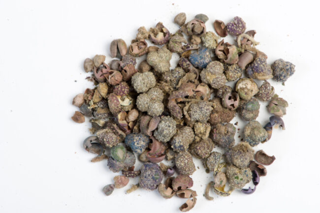 Fruits of turnsole plant that used to imitate the purple color (Photo: Shahar Cohen, courtesy of Prof. Zohar Amar)