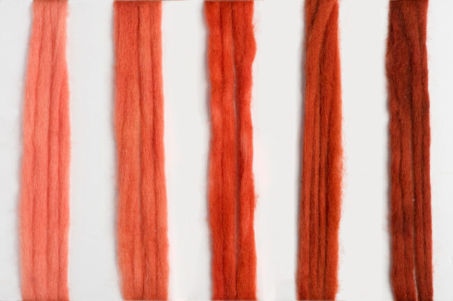 Wool fleeces dyed with Madder (R. tinctorum L.) roots, at different times of cooking and soaking (Dyed by Sukenik, Photo: Shahar Cohen, courtesy of Prof. Zohar Amar).