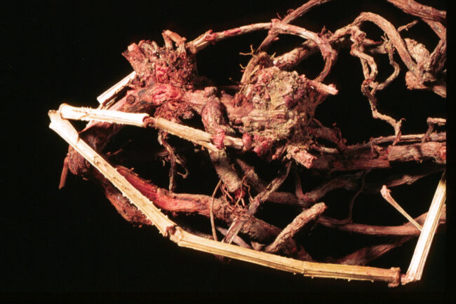 Roots of the dyer’s madder used to produce the red pigment (Photo: Shahar Cohen, courtesy of Prof. Zohar Amar)