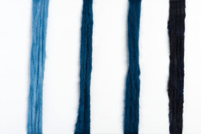 Wool fleeces dyed with Isatis, at different times of cooking and soaking (Dyed by Sukenik, Photo: Shahar Cohen, courtesy of Prof. Zohar Amar).