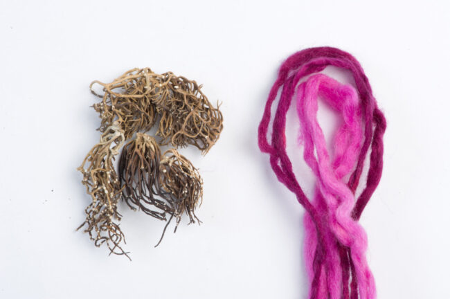 Wool dyed using Roccella tinctoria (Dyed by Sukenik. Photo: Shahar Cohen, courtesy of Prof. Zohar Amar)