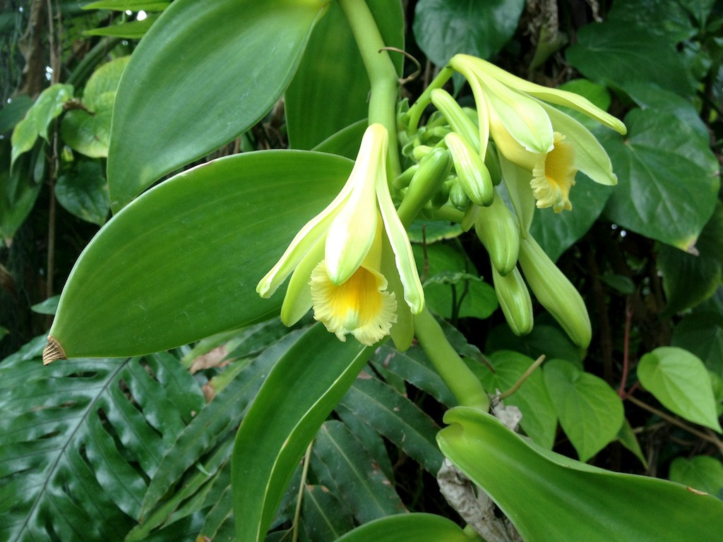 Vanilla planifolia orchid, a source of vanilla. Malcom Manners / Wikimedia Commons / CC-BY-2.0