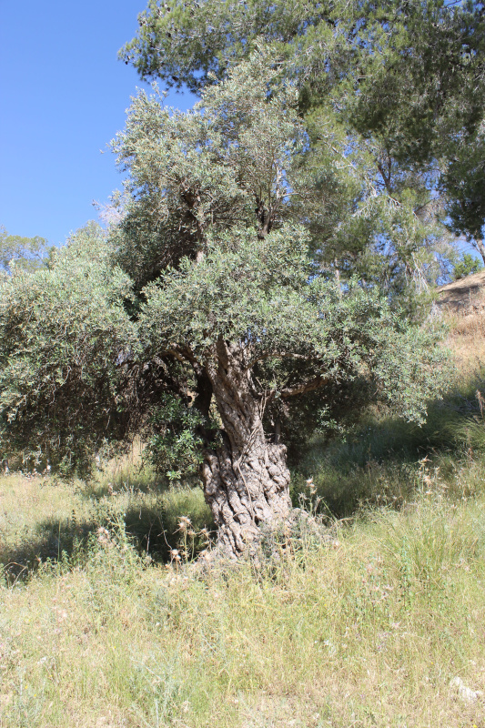 Old olive tree near Ein el-Kezbe, on slope of mountain south of Bayt Nattif. Photo by Davidbena via Wikimedia, CC By-SA 4.0