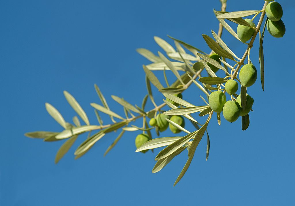 Green olives from Rhodes. Photo by Ввласенко via Wikimedia, CC By-SA 3.0