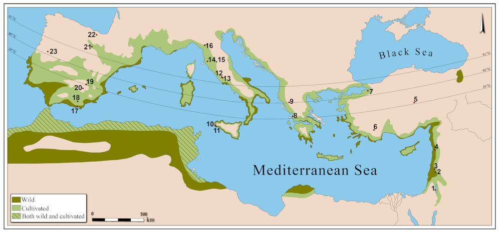Geographical distribution of wild olive (Olea europaea subsp. oleaster) and cultivated olive in the Mediterranean Basin (redrawn from Carrión et al., 2010, and Lavee and Zohary, 2011). Numbers represent the sites used in the palynological diagrams (Figures 3–5): (1) Dead Sea; (2) Sea of Galilee; (3) Lake Hula; (4) Al Jourd; (5) Eski Acigöl; (6) Gölhisar Gölü; (7) Lake Iznik; (8) Lake Voulkaria; (9) Lake Gramousti; (10) Lago Preola; (11) Gorgo Basso; (12) Albano; (13) Nemi; (14) Accesa (center); (15) Accesa (edge); (16) Lago Padule; (17) San Rafael; (18) Baza; (19) Villaverde; (20) Siles; (21) Laguna Negra; (22) Saldropo; and (23) Charco da Candieira. The pollen data primarily derive from collaborators as well as the European Pollen Database (EPD, Leydet et al., 2007–2017).