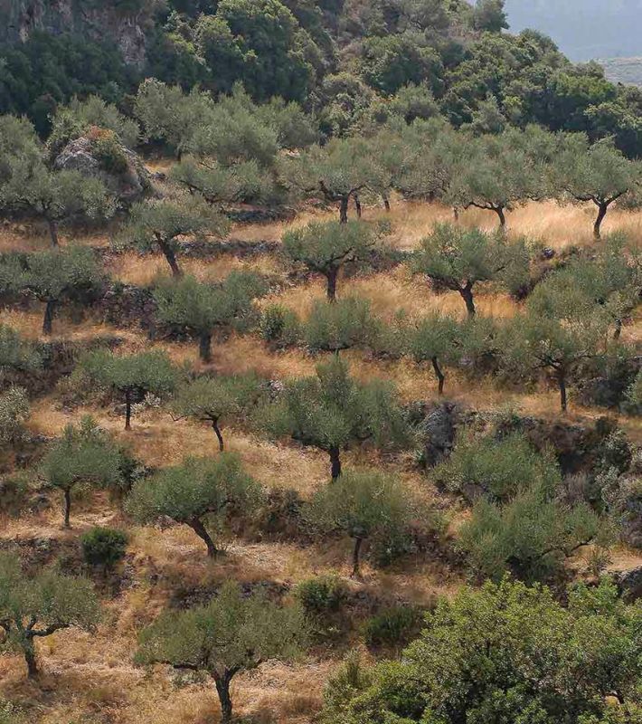 Hillside olive grove. http://www.mediterraneangardensociety.org/olives.html