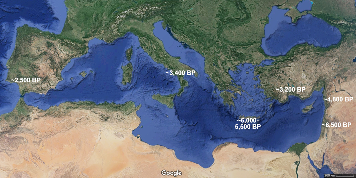 Suggested dates in years BP for the beginning of olive horticulture in the Mediterranean regions considered in this study. Base map: Google Earth.