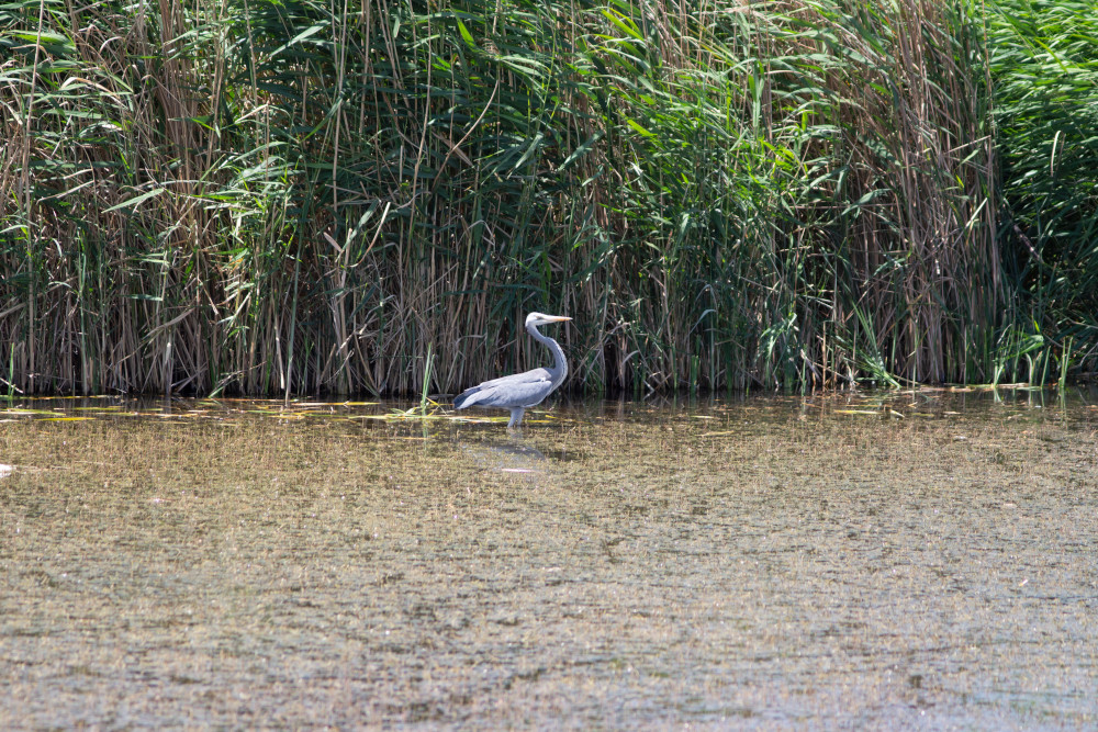 The wetlands at Azraq provide a good analogy to visualize the Late Pleistocene and Early Holocene landscape at Shubayqa. Photo by Lisa Yeomans.