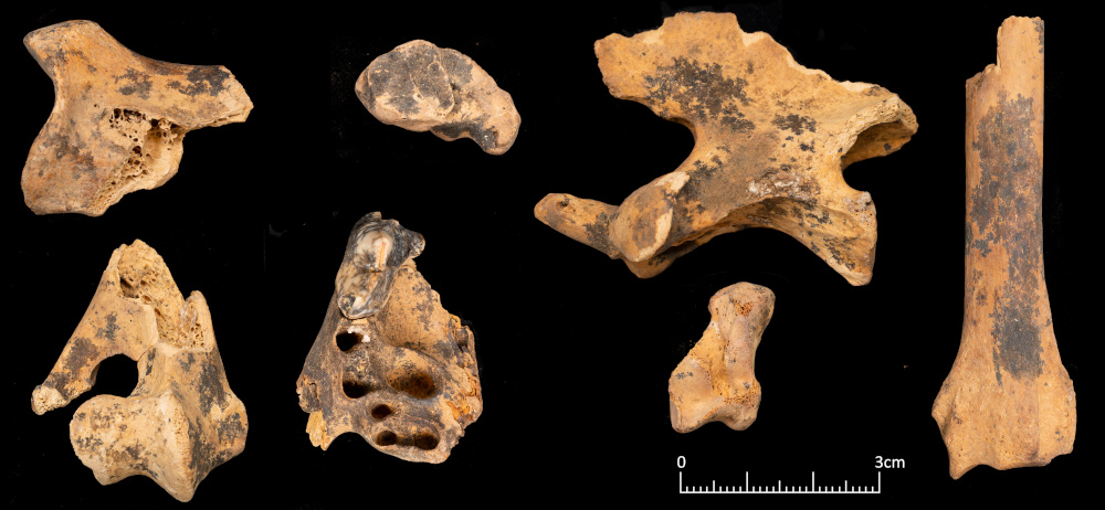 Examples of the canid bones, probably dogs, from Shubayqa 6. Photo by Lisa Yeomans.