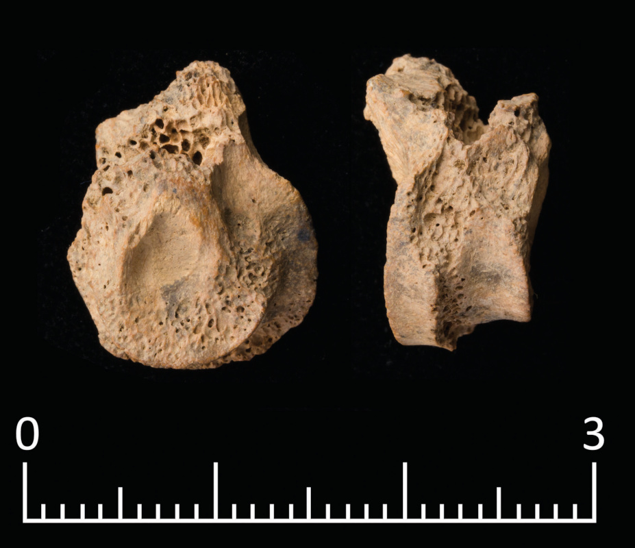 Example of the characteristics displayed by bones that had been digested (note the scalloped surface, thinned and sharpened edges and signs of acid widening natural holes in the bone structure). Photo by Lisa Yeomans.