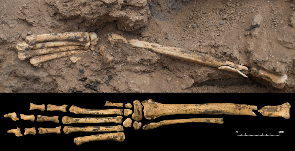 An articulated section of a dog forelimb found in a midden area between the stone structures at Shubayqa 6. Photo by Lisa Yeomans.