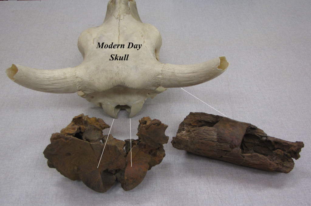 Comparison of modern day cow skull with Nahal Mahanayeem Outlet Bos primigenius horn and skull fragment. Note the size of the Nahal Mahanayeem Outlet remains. Image provided by the authors.