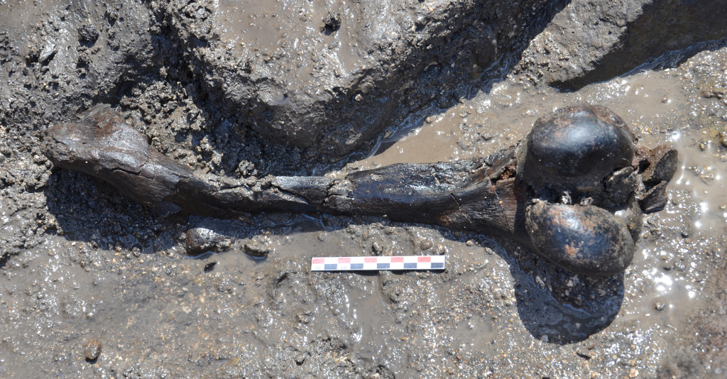 A complete femur bone of Aurochs during excavation. Image provided by the authors.
