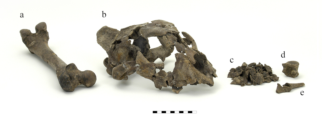 Lion (Panthera leo) skull, femur and additional bones from Nahal Mahanayeem Outlet. Photo by G. Larom.