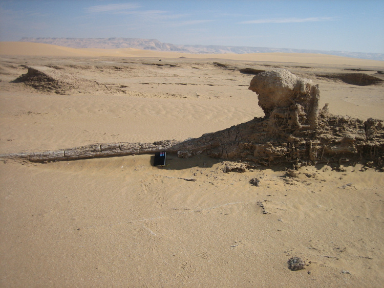 Tree remains from sixth millennium BC. Photo courtesy of the author.