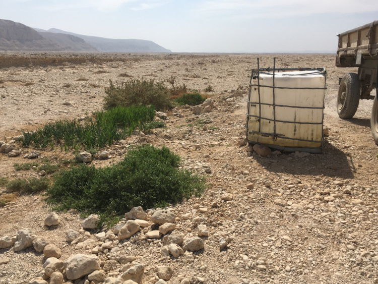 Leaky tap garden, Theban Mountain 2018. Photo courtesy of the author.