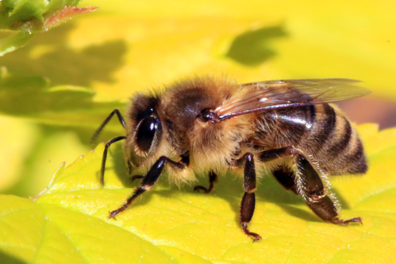 Honey bee (Api mellifera). Photo by Charles J. Sharp / wikimedia. CC by-SA 3.0.