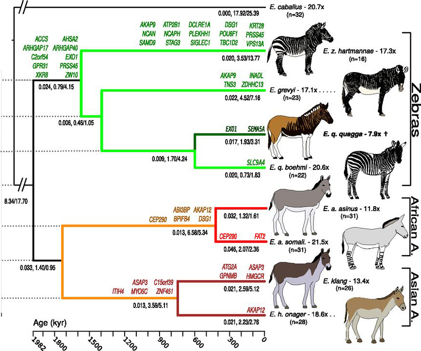 A modified representation of the Equid phylogenetic tree based on DNA analysis, as proposed by Jónsson et al. (2014), showing wild asses (bottom), zebras (middle) and domestic horse (top). Courtesy of the authors.