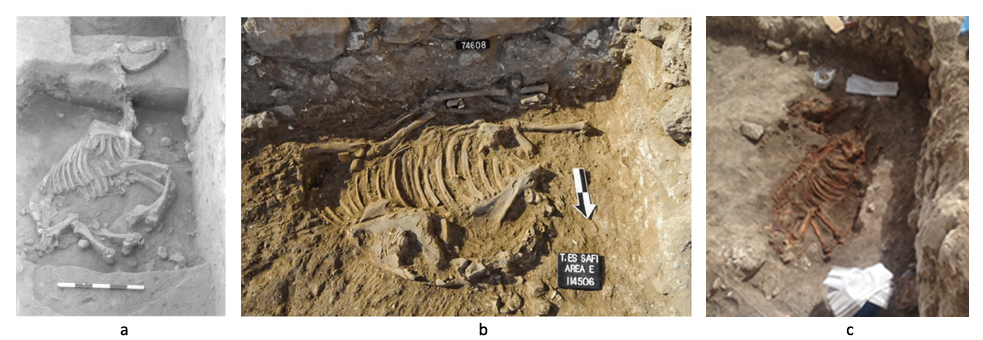 ‘Donkey burials’ with complete skeletons of Equus asinus from. a) Lod, EBA IB-EB II (courtesy of Eli Yannai and Ofer Marder, IAA). b-c) Tel es-Safi/Gath, EBA III . Courtesy of Aren Maier, The Tell es-Safi/Gath Archaeological Project.