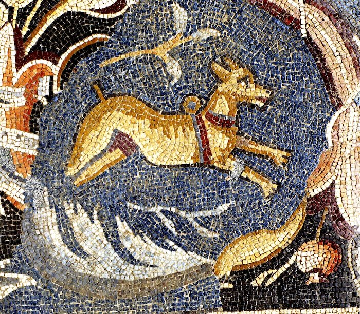 Dog harnessed, with a loop on the device to restrain it, on mosaic from Shechem (Neapolis) on display in the Israel Museum (photographer unknown, courtesy of the Israel Museum).