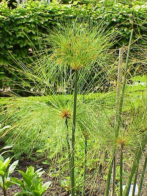 Papyrus Sedge Plant (Cyperus papyrus). Photo by Kut Stüber, CC by-SA 3.0, via Wikimedia Commons.