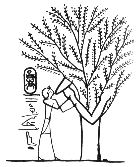 Tomb painting, Valley of the Kings: Tomb of Thutmose (reigned 1502–1448 BCE; Keel, Symbolism, fig. 253). Line drawing by Othmar Keel.