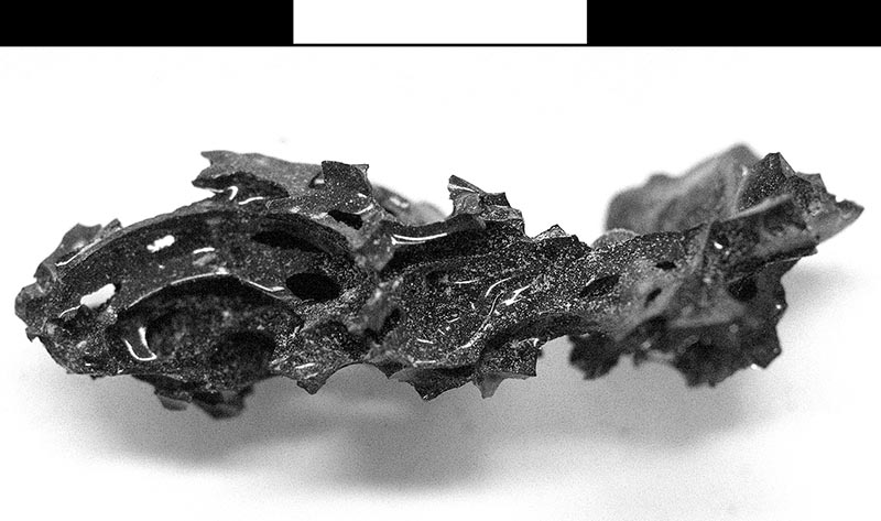 Vitrified brain. © P. P. Petrone.