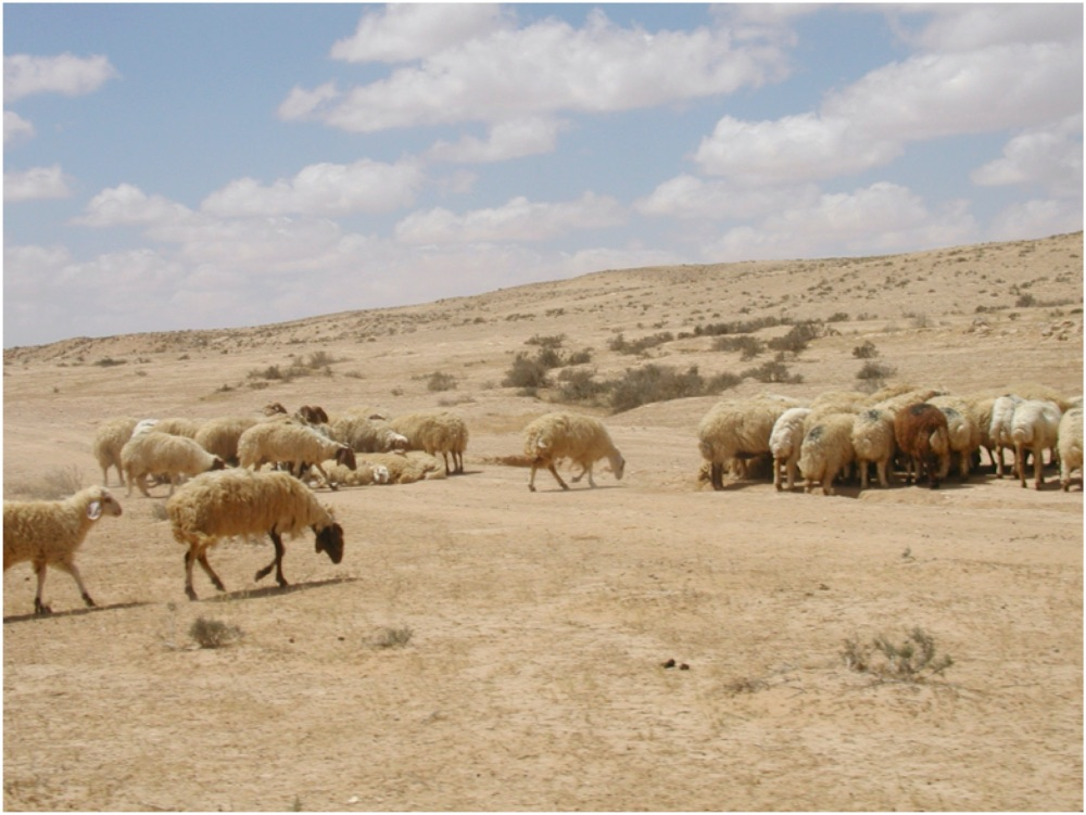 Sheep herd near Revivim, Israel. Image by Michael Baranovsky, CC BY-SA 3.0, via Wikimedia.