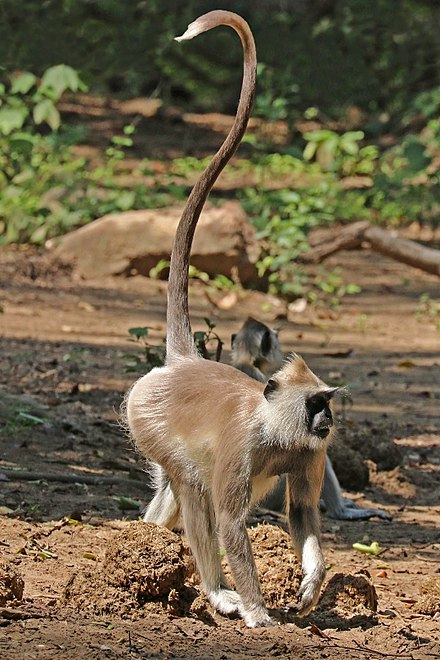 Gray langur with an S-shaped tail. Image by Charles J. Sharp, CC BY-SA 4.0, via Wikimedia.