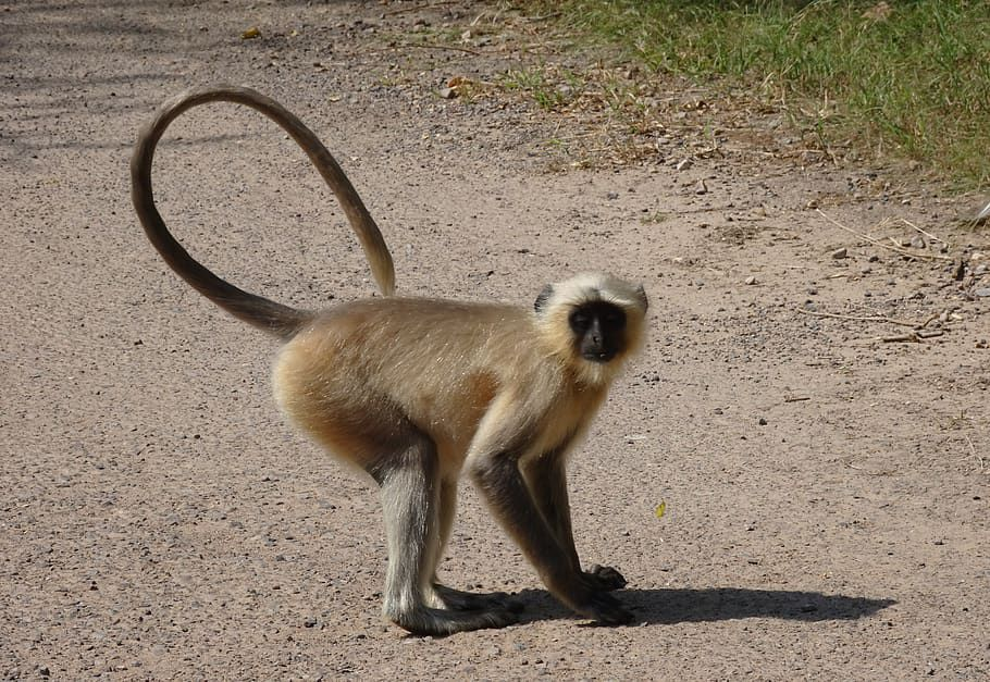 Gray langur with a C-shaped tail. Photo by @sarangib / Unsplash.