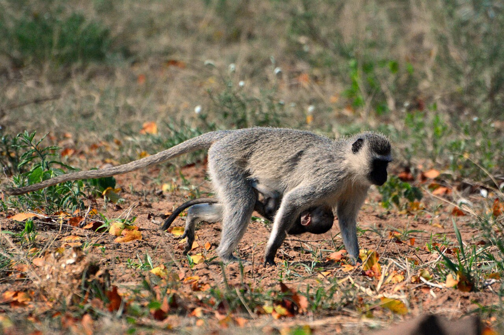 Vervet monkey (Chlorocebus) with infant. Photo by Kore, CC by-SA 3.0, via Wikimedia.