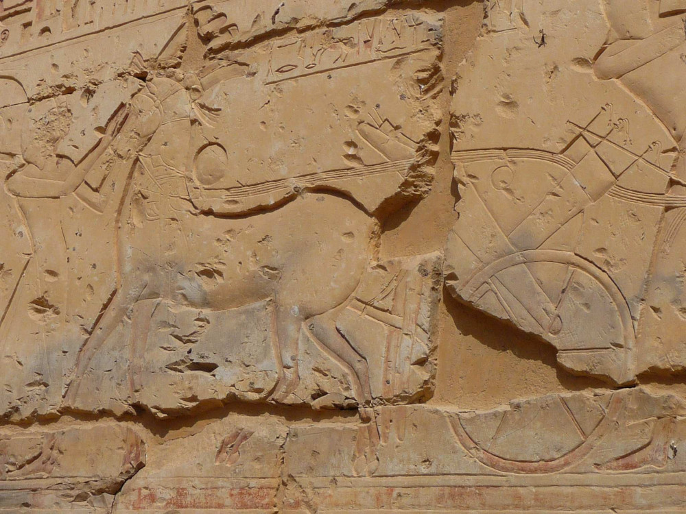 Egyptian Chariot with plumes and golden disc, temple of Ramesses II, Abydos. (Photo: H. Köpp-Junk).
