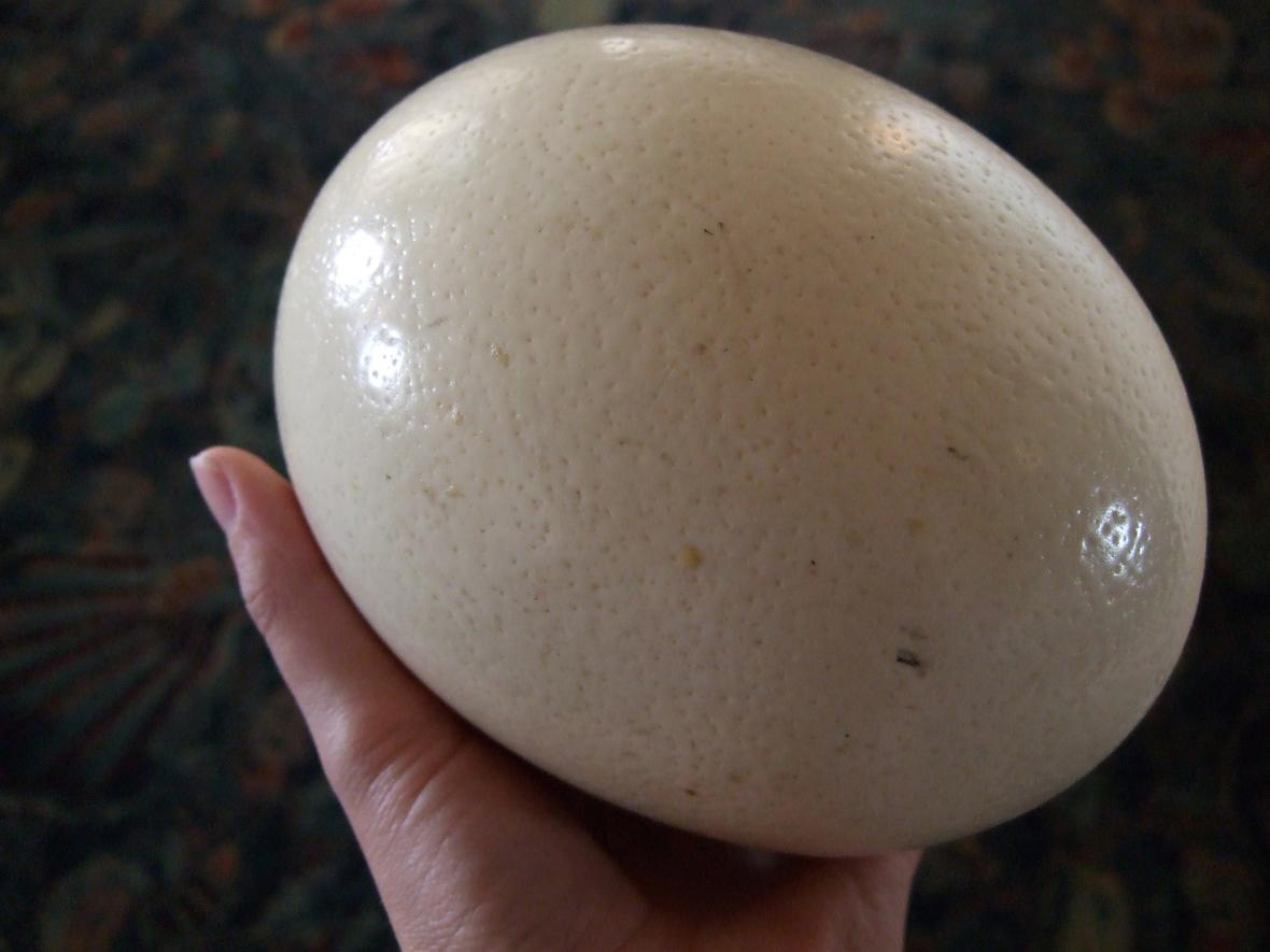 Ostrich egg. Public Domain. (USGS.gov)