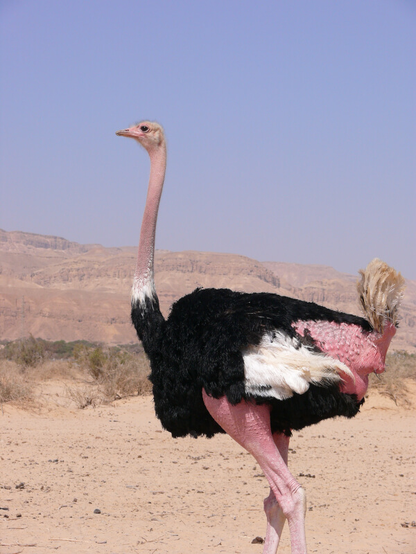 North African Ostrich. Photo by MathKnight CC By-SA.