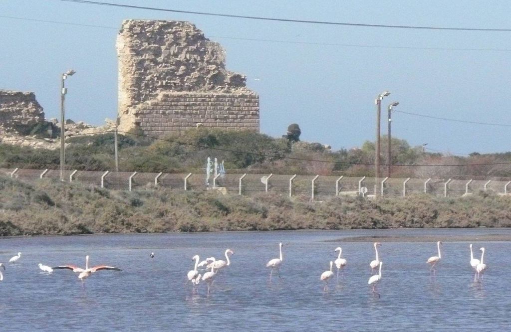 Flamingos in the modern evaporation pans in Atlit, located on the ancient ones (Image by Ehud Galili)