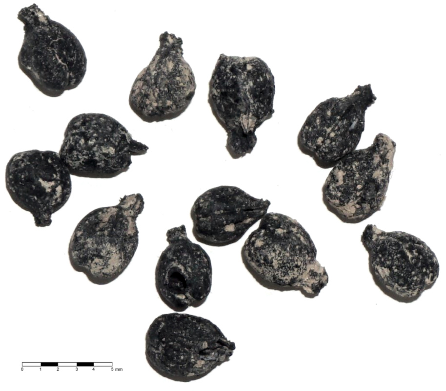 Tell el-Burak, Vitis vinifera seeds: TB18-29/21-140, sample no. 341, from room 4.1; phase D/C: c. 650-550 BCE (photo by A. Orendi; courtesy of the Tell el-Burak Archaeological Project).