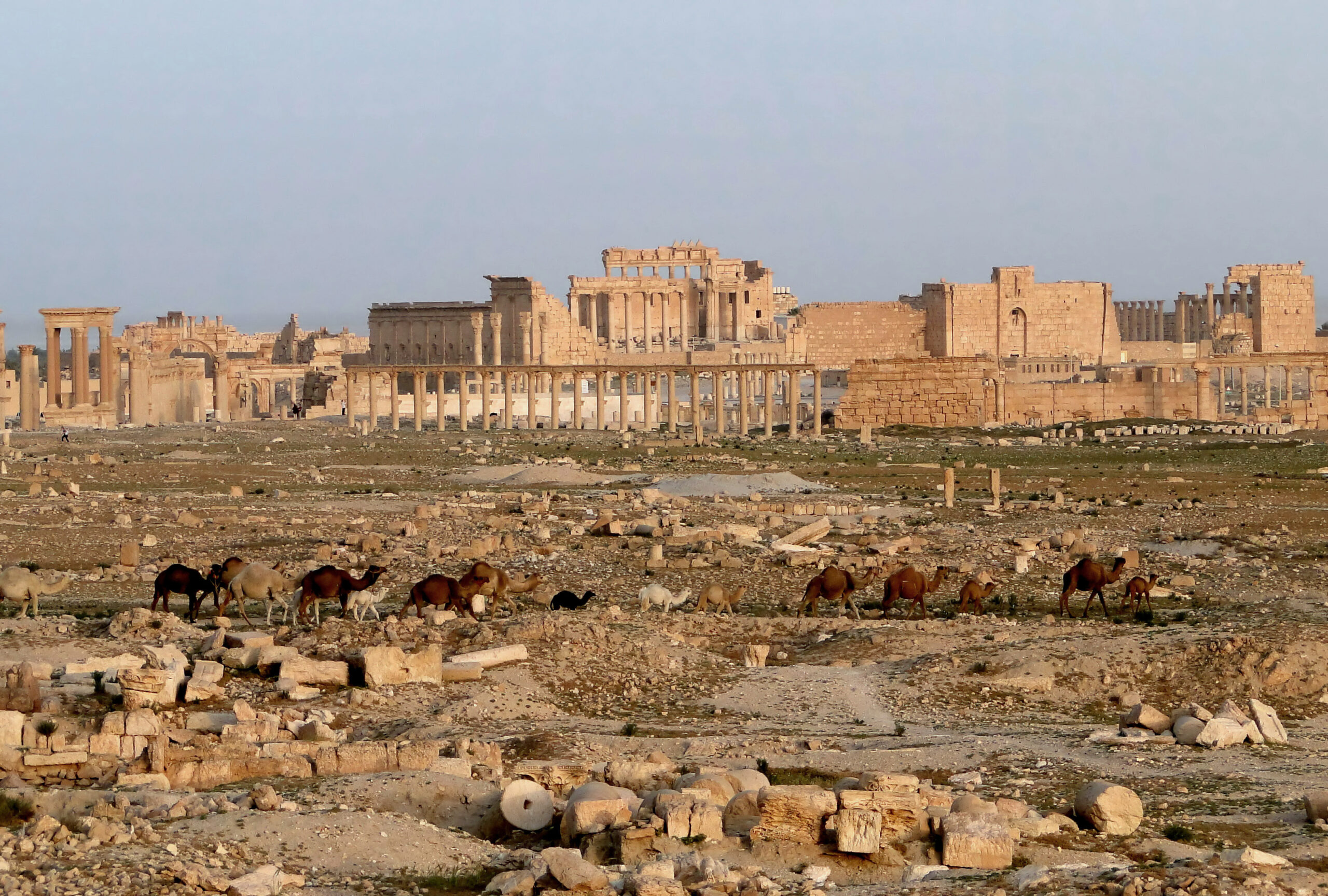 Palmyra with the Temple of Bel. Used under CC BY-SA 3.0, credited to Bernard Gagnon