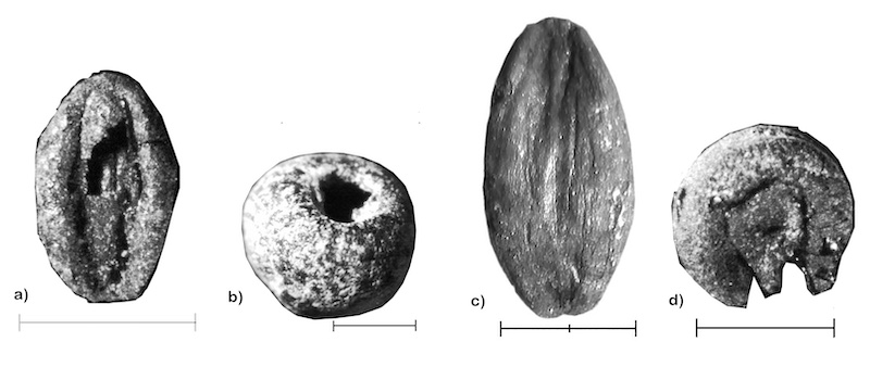 Fig. 2: Weeds from archaeological contexts: a) Plantago sp., b) Galium sp., c) Lolium temulentum, and d) Malva sp. Photos by J. Ramsay.