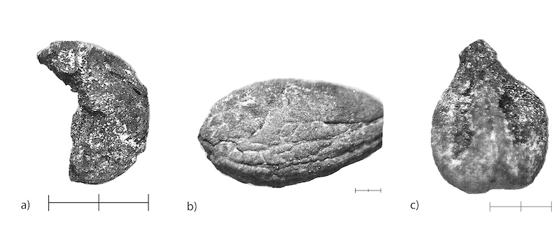 Fig. 5: Carbonized plant remains from the tombs at Petra, Jordan, a) lentil, b) olive pit and c) grape pip. Photos by J. Ramsay.