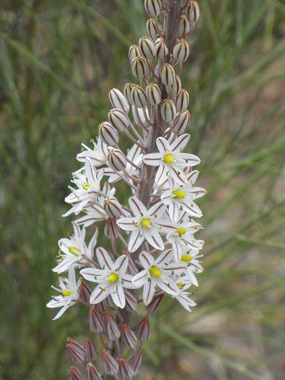 Sea squill inflorescence. (Public Domain via Wikimedia Commons)