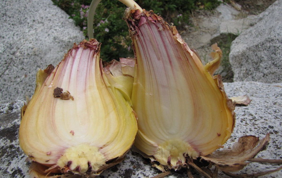 Cross-section of squill; photo courtesy of author