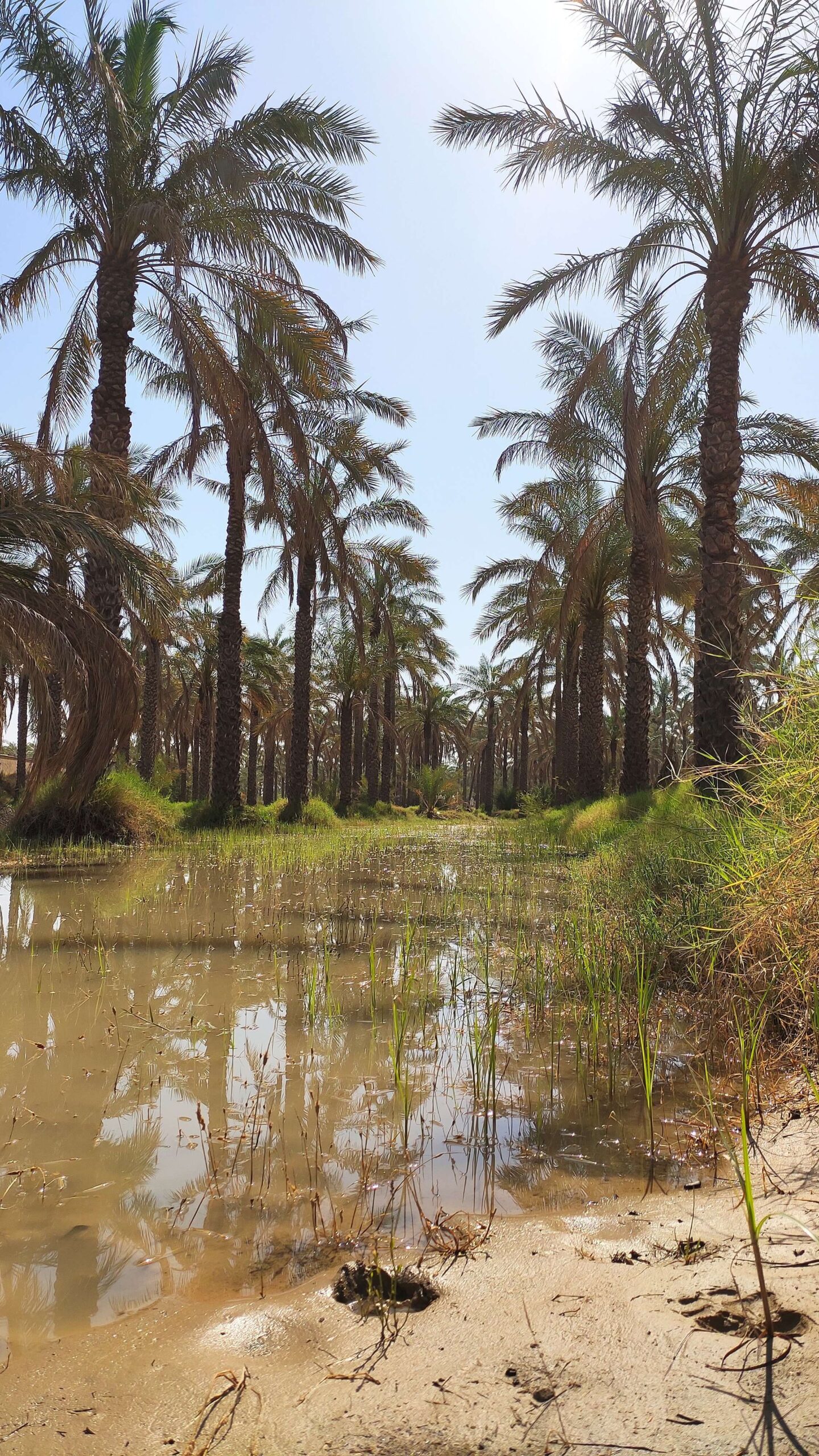 Modern irrigated date palm grove in Iran. Palm groves in the Nippur region were probably quite similar to the one depicted here. Image: Rohalamin via Wikimedia Commons. CC BY-SA 4.0